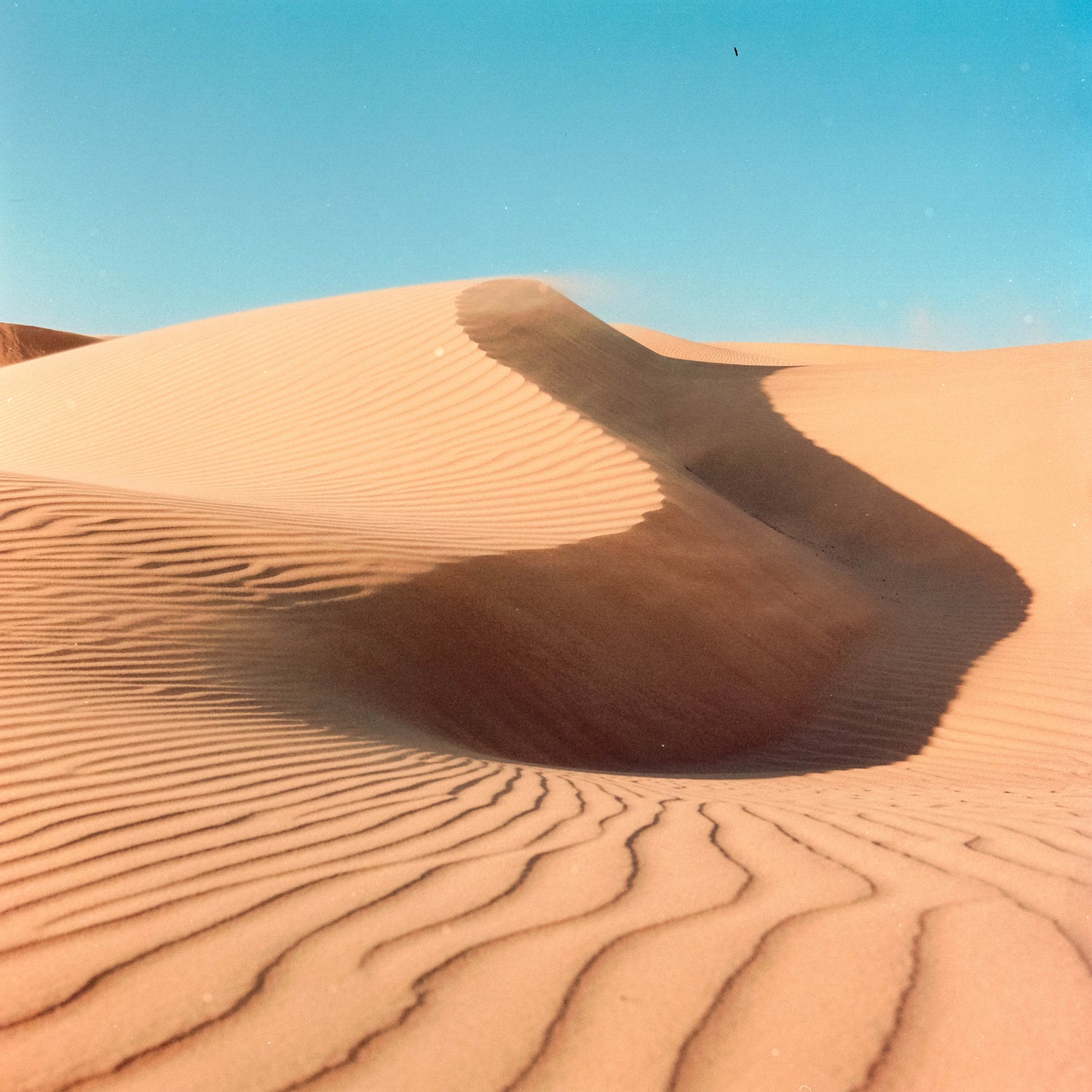 Film photography photo of pismo preserve sand dunes in a high wind guest